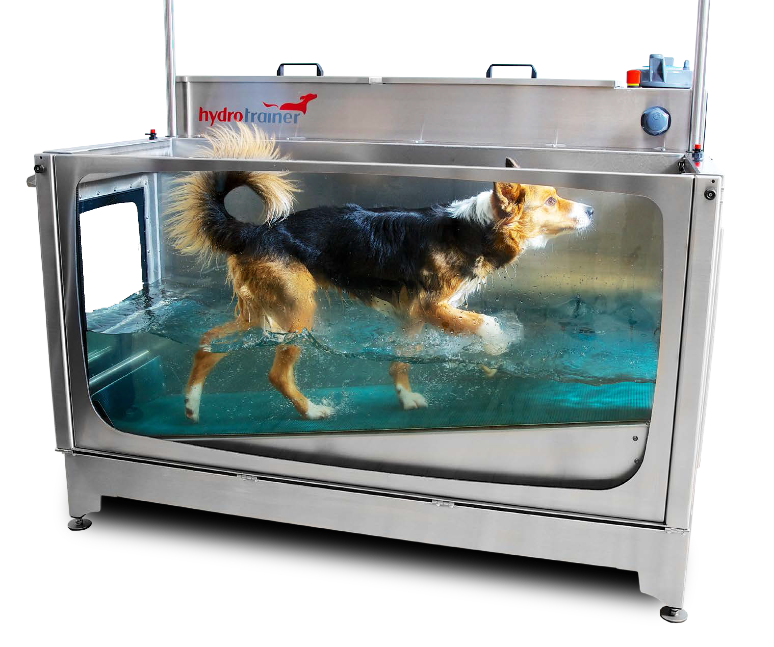 hydrotherapie hund